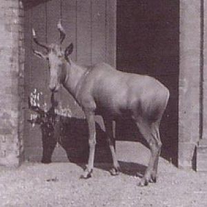Bubal Hartebeest (already extincted) 1895