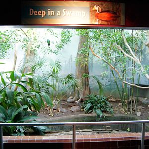 Deep in a Swamp Exhibit