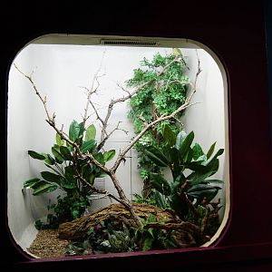 Blue Crowned Motmot Exhibit