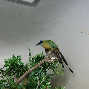 Blue Crowned Motmot