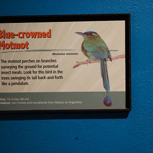 Blue Crowned Motmot Sign