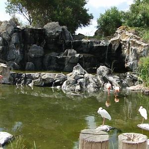 Caribbean Flamingo lagoon