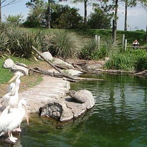 Pelican lagoon