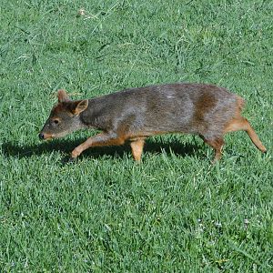 Southern Pudu