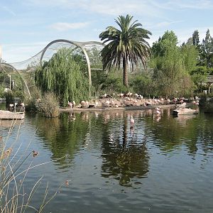 Chilean Flamingo lagoon