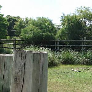 Greater Kudu exhibit