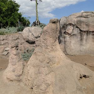 Part of the meerkat exhibit