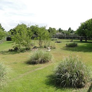 Sable Antelope exhibit