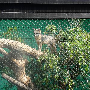 grey fox los coyotes zoo