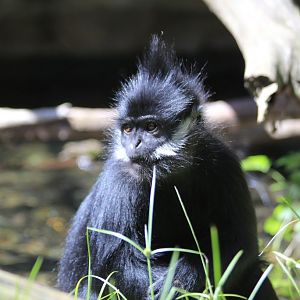 Francois Langur