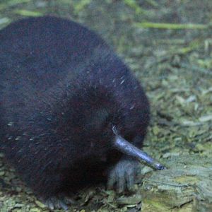 Long-beaked (New Guinea) Echidna, male