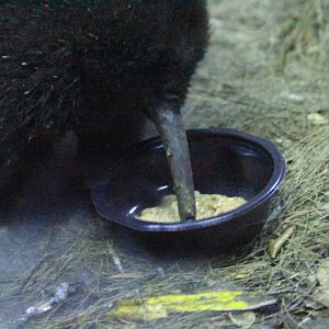 Long-beaked (New Guinea) Echidna, male