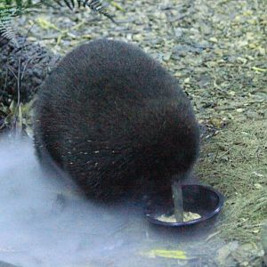 Zaglossus in the Mist