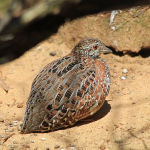 Painted Button-Quail