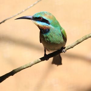 Rainbow Bee-eater