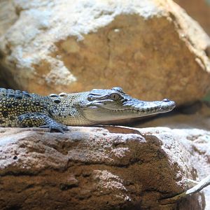Saltwater Crocodile hatchling