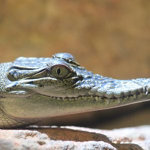 Saltwater Crocodile hatchling
