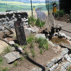 Tasmanian Devil exhibit