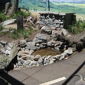 Tasmanian Devil exhibit