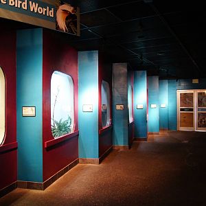 Jewels of the Bird World Exhibits