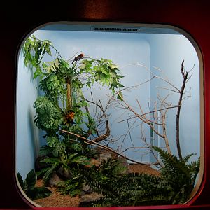 Jewels of the Bird World