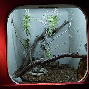 Jewels of the bird world