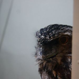 Jewels of the Bird World