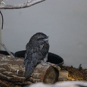 Jewels of the Bird World