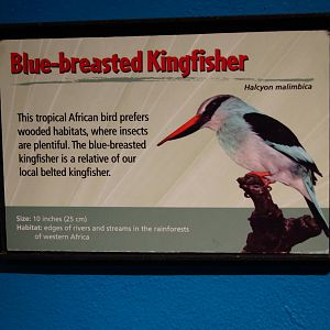 Jewels of the Bird World