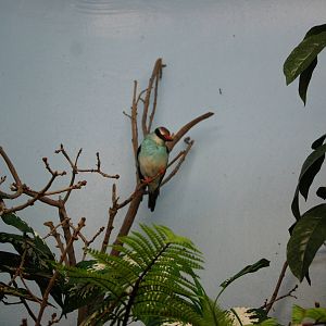 Jewels of the Bird World