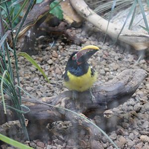 Jewels of the Bird World