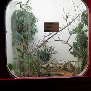 Jewels of the Bird World