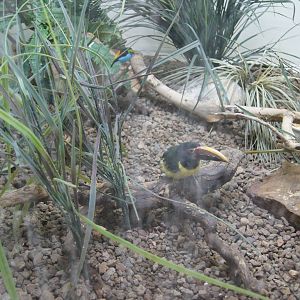 Jewels of the Bird World