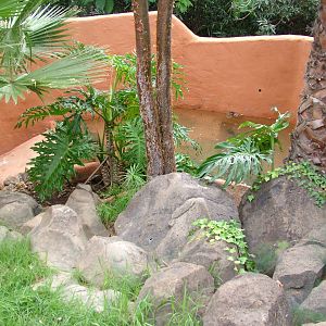 Monitor Lizard Exhibit at Jungle Park (Las Aguilas), 13/11/10