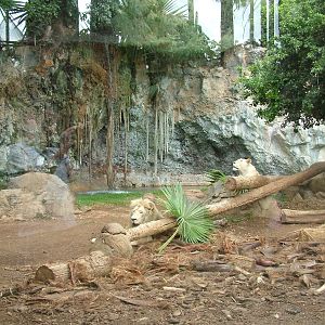 Lion Exhibit at Jungle Park (Las Aguilas), 13/11/10