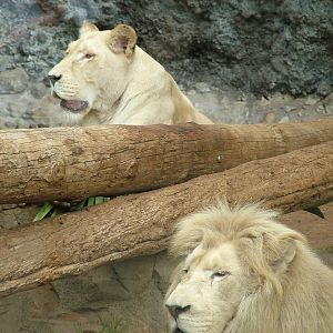 South African Lions at Jungle Park (Las Aguilas), 13/11/10