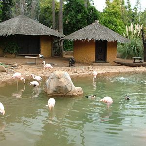 Flamingo and Waterfowl Exhibit at Jungle Park (Las Aguilas), 13/11/10