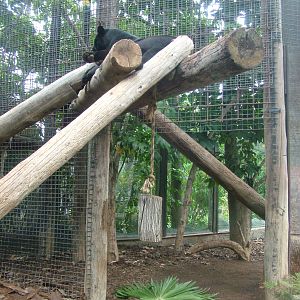 Jaguar Exhibit at Jungle Park (Las Aguilas), 13/11/10