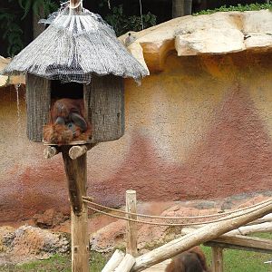 Orang-Utans at Jungle Park (Las Aguilas), 13/11/10