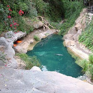 Caiman Exhibit at Jungle Park (Las Aguilas), 13/11/10