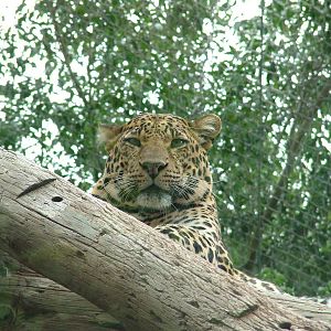Leopard at Jungle Park (Las Aguilas), 13/11/10