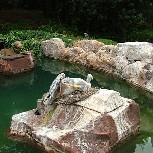 Pelican Exhibit at Jungle Park (Las Aguilas), 13/11/10