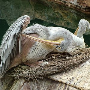 Pink-backed Pelicans at Jungle Park (Las Aguilas), 13/11/10
