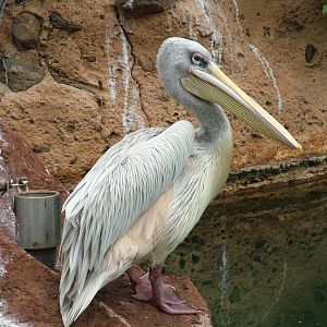 Pink-backed Pelican at Jungle Park (Las Aguilas), 13/11/10
