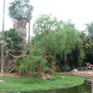 Gibbon Island at Jungle Park (Las Aguilas), 13/11/10