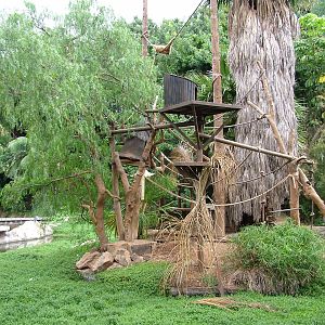 Gibbon Island at Jungle Park (Las Aguilas), 13/11/10