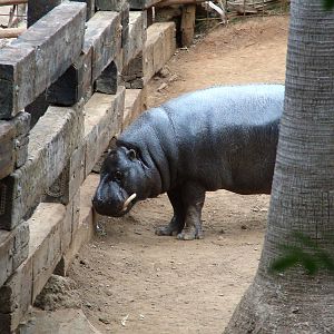 Pygmy Hippo at Jungle Park (Las Aguilas), 13/11/10