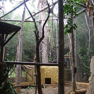 Siamang Exhibit at Jungle Park (Las Aguilas), 13/11/10