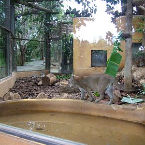 Part of the Puma Exhibit at Jungle Park (Las Aguilas), 13/11/10