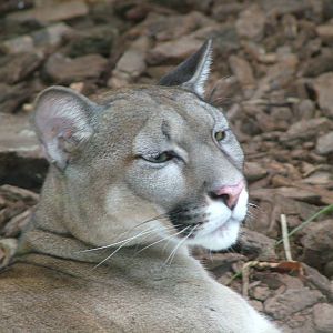 Puma at Jungle Park (Las Aguilas), 13/11/10